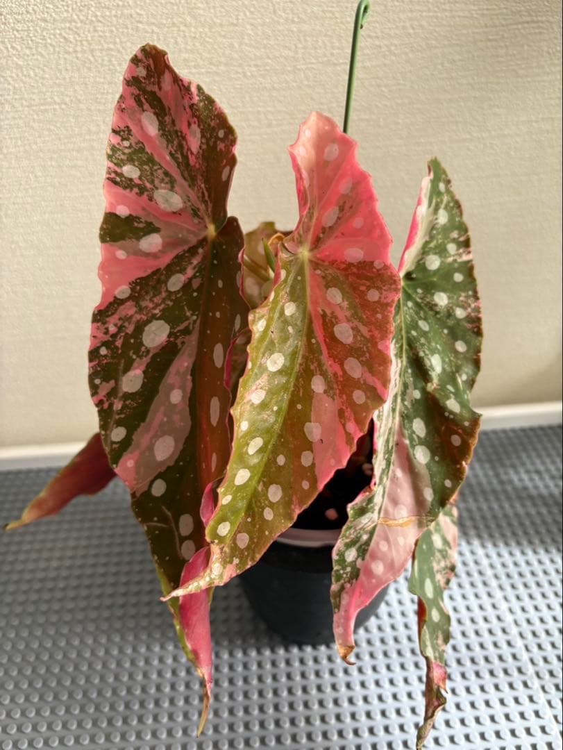 ベゴニア　マクラータ斑入り