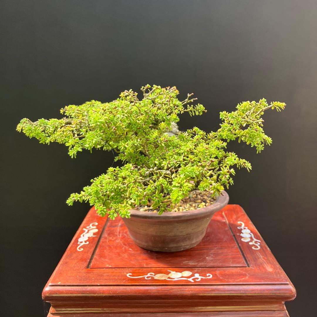 コメツガ(米栂) 盆栽 - メルカリ