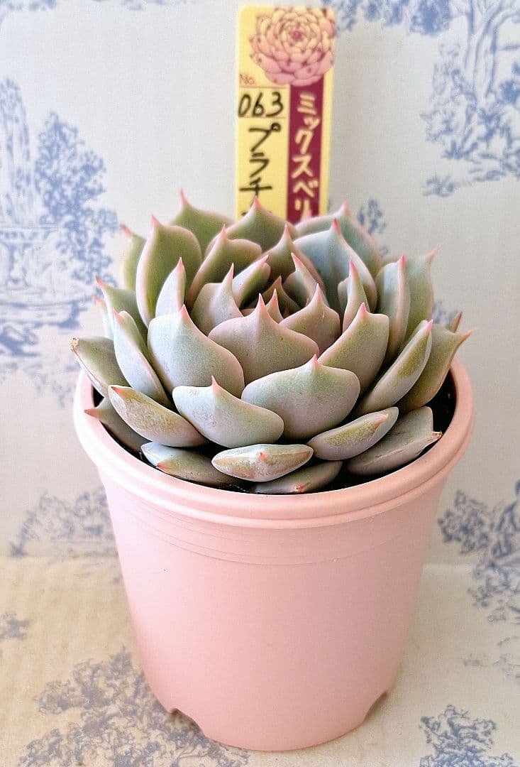 プラチナローズ札付きポットごとメルカリ便おらいさん苗ミックスベリア