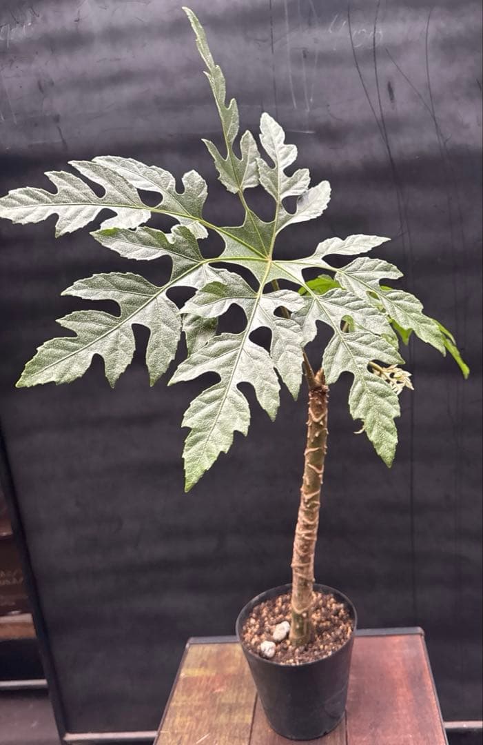 希少珍種 トレベシア パルマータ 観葉植物 630 - メルカリ