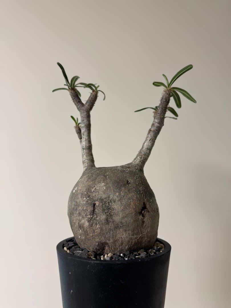 パキポディウム　グラキリス　現地球