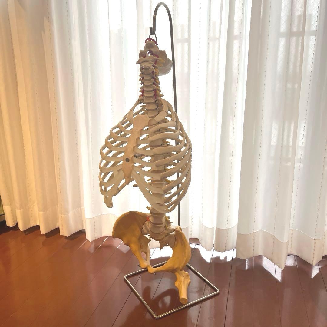 脊柱可動型モデル，胸郭，大腿骨付 3B Smart Anatomy