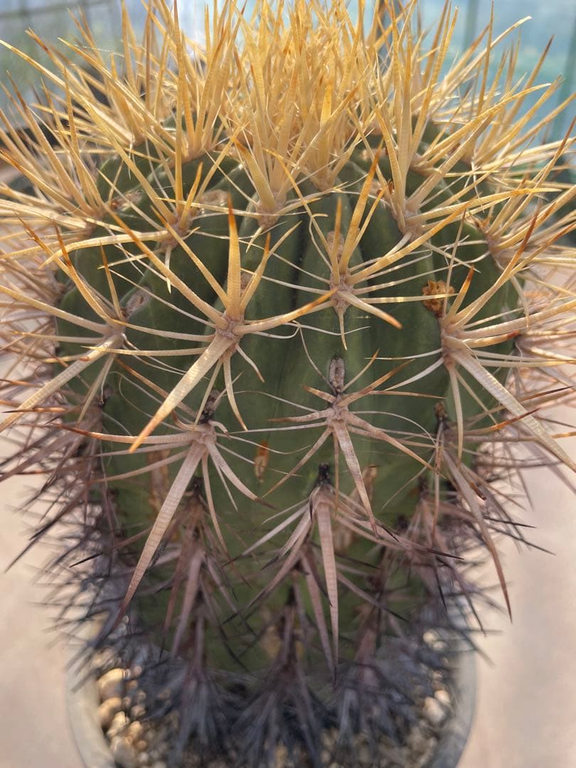 サボテン フェロカクタス 黄金冠 古株 巨大 強刺系サボテン、フェロカクタス・金冠竜を植え替えた！！ | もすレコ。