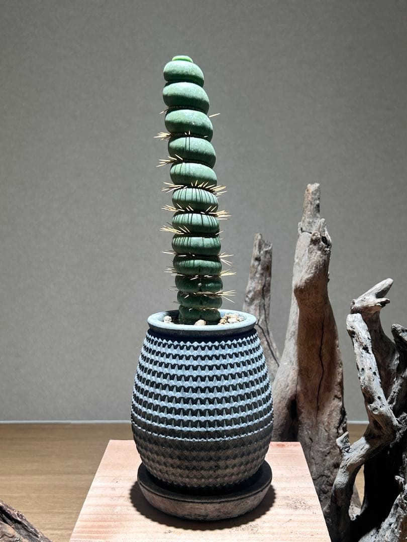 ユーキリニア　カスタネア　スピラリス　鉢付　良型