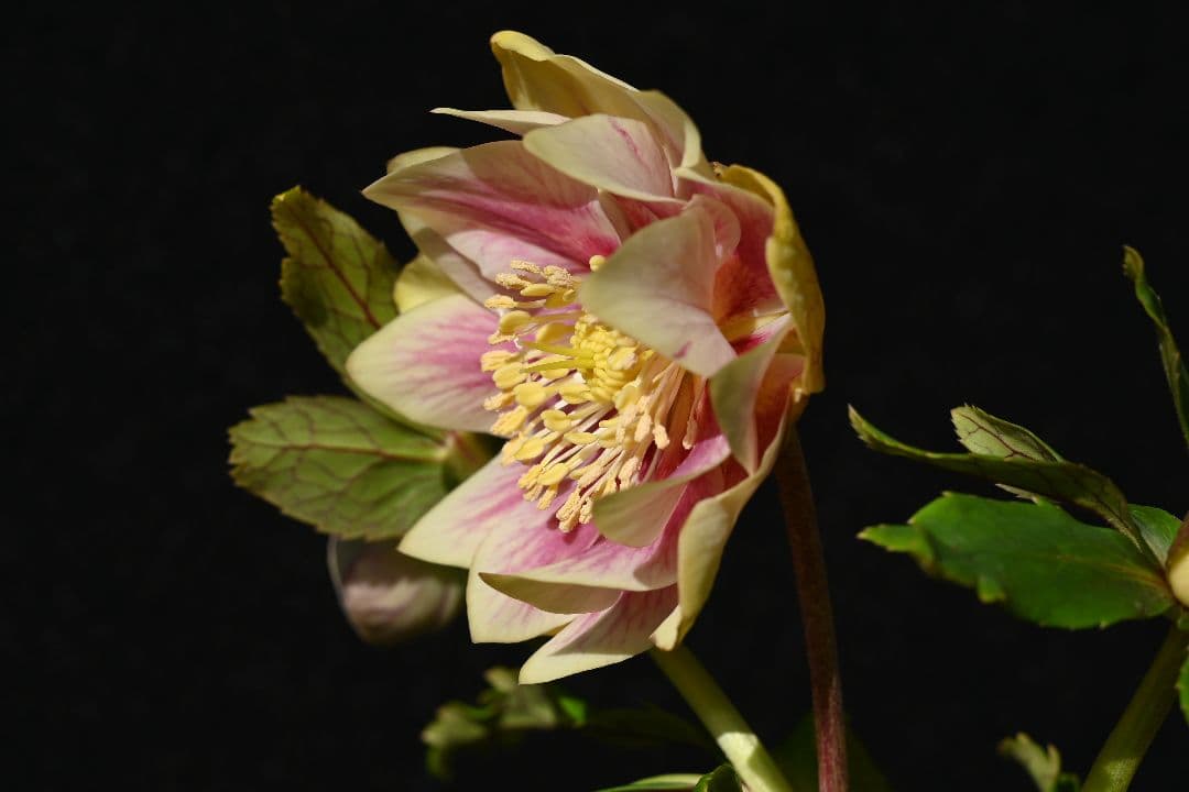 クリスマスローズ 認定プリマヴェーラゴールド 加藤農園 - メルカリ