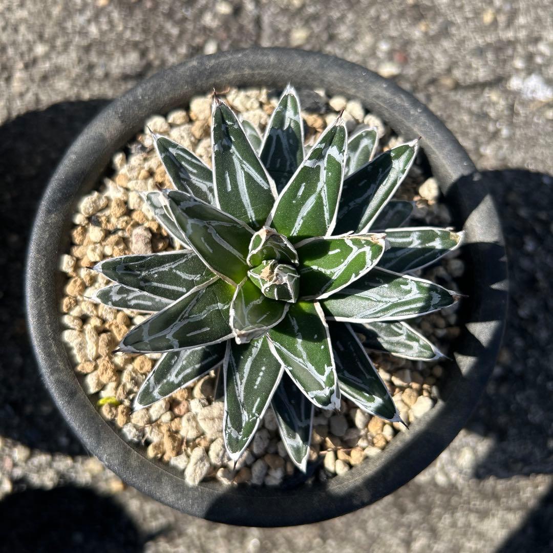 アガベ 姫笹の雪 ペンキ - メルカリ