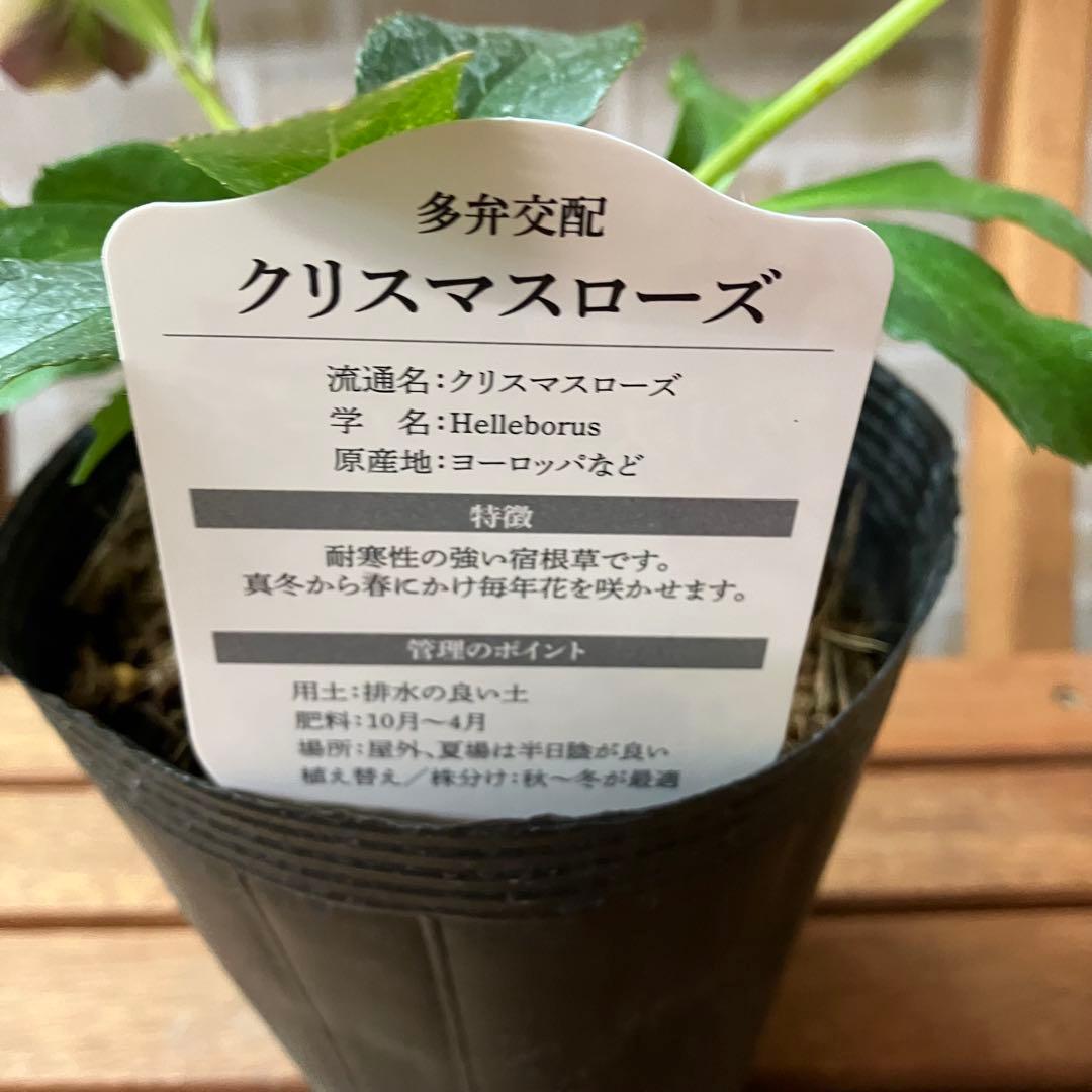 クリスマスローズ 超多弁ダブルD 4.5号ポット 花苗 開花株 - メルカリ