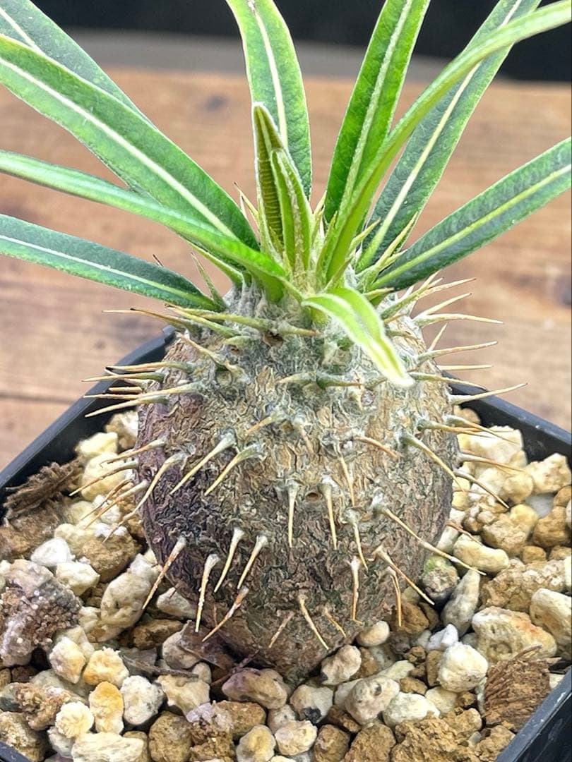 パキポディウム グラキリス 実生 【良型】 - メルカリ