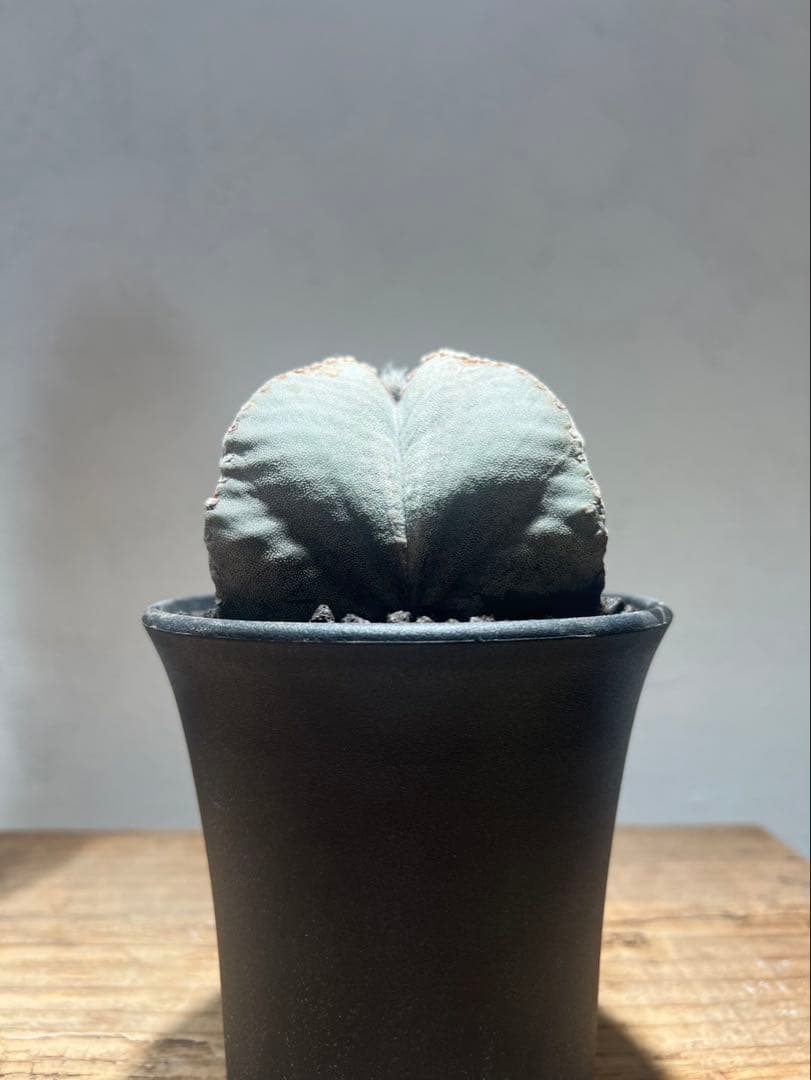 アストロフィツム 鸞鳳玉(ランポー玉) - メルカリ