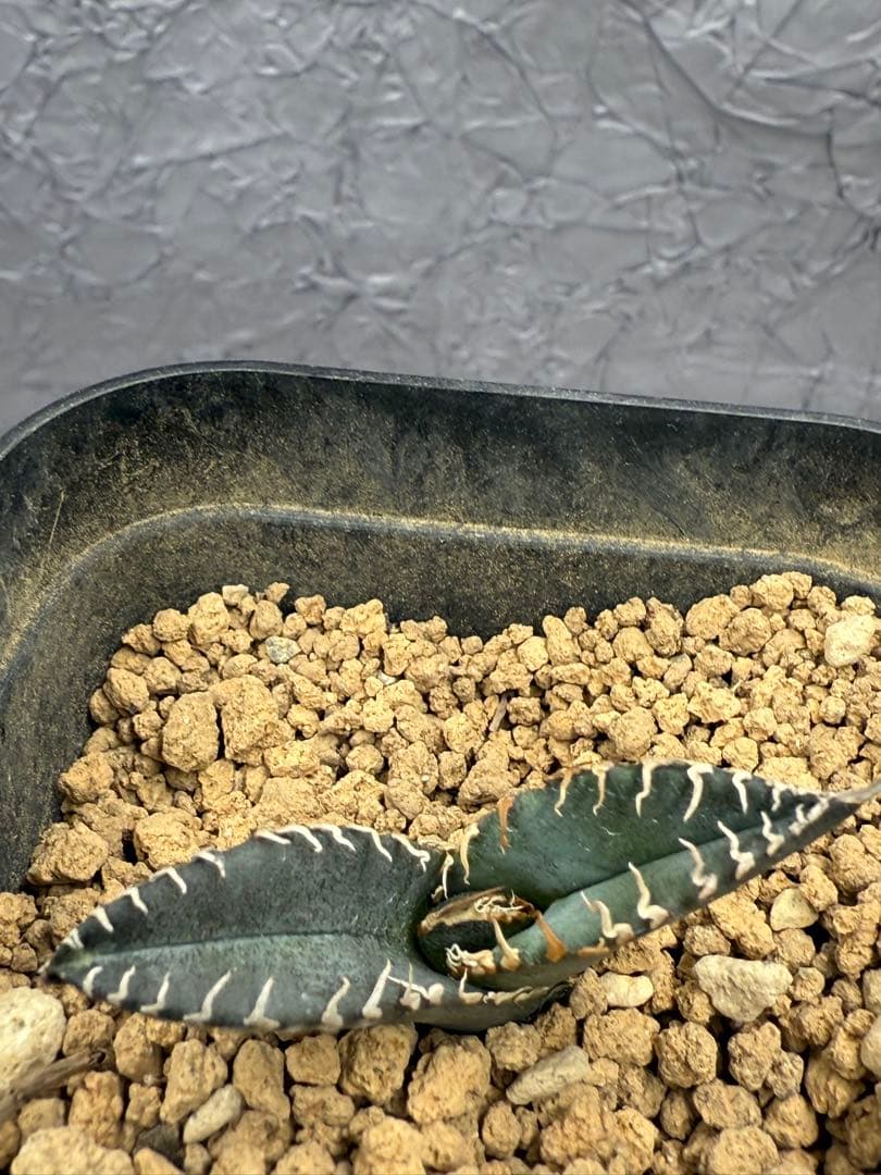 アガベ チタノタ 「悪魔くん」BAKEMON 子株 - メルカリ