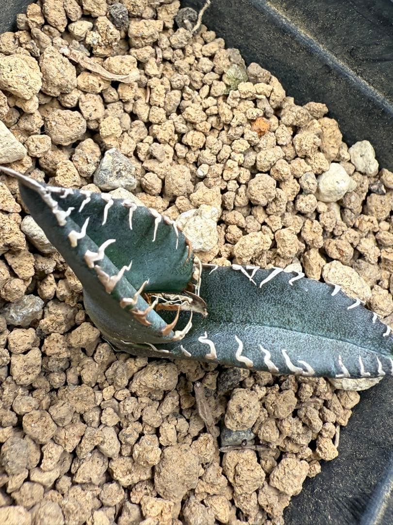 アガベ チタノタ 「悪魔くん」BAKEMON 子株 - メルカリ