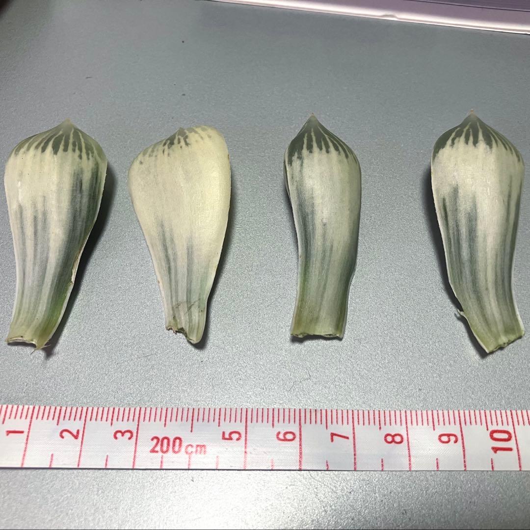 ハオルチア 白蛇伝 葉挿し苗 - メルカリ