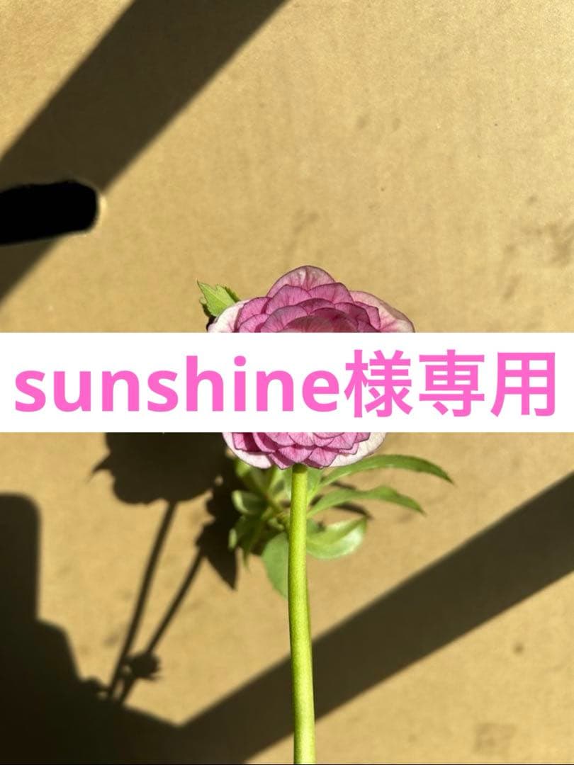 花 sunshine