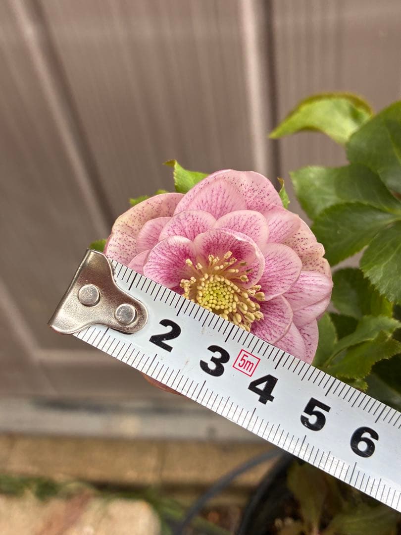 ♡広瀬園芸♡ DDベビーピンクミストベイン ソレイユ系 - メルカリ