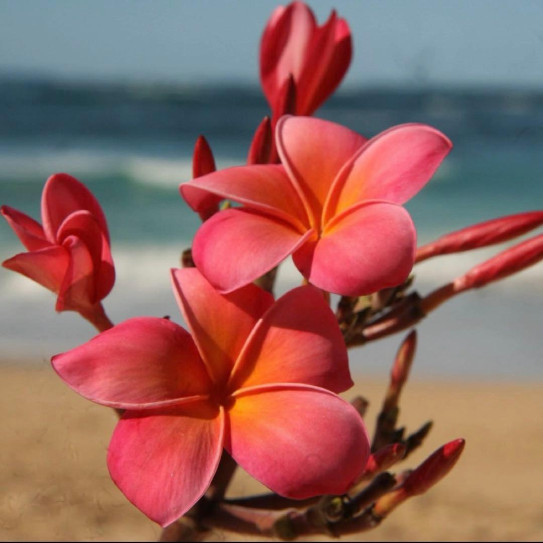 ちゃんまる様 リクエスト商品