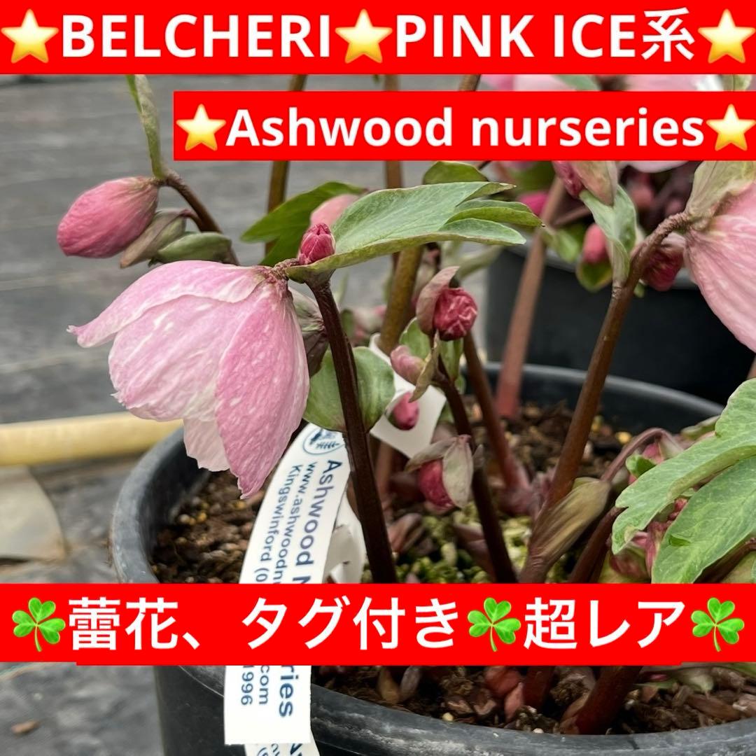 オ*ン様 3459☘️蕾花タグ付☘️超レアBELCHERI⭐️PINK ICE系