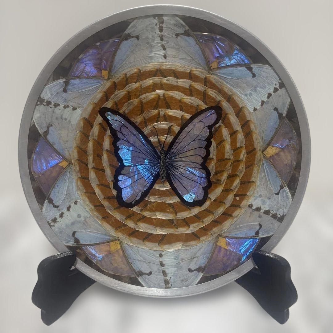 モルフォ蝶の標本/ブラジル伝統工芸品/希少/蝶羽細工 - メルカリ