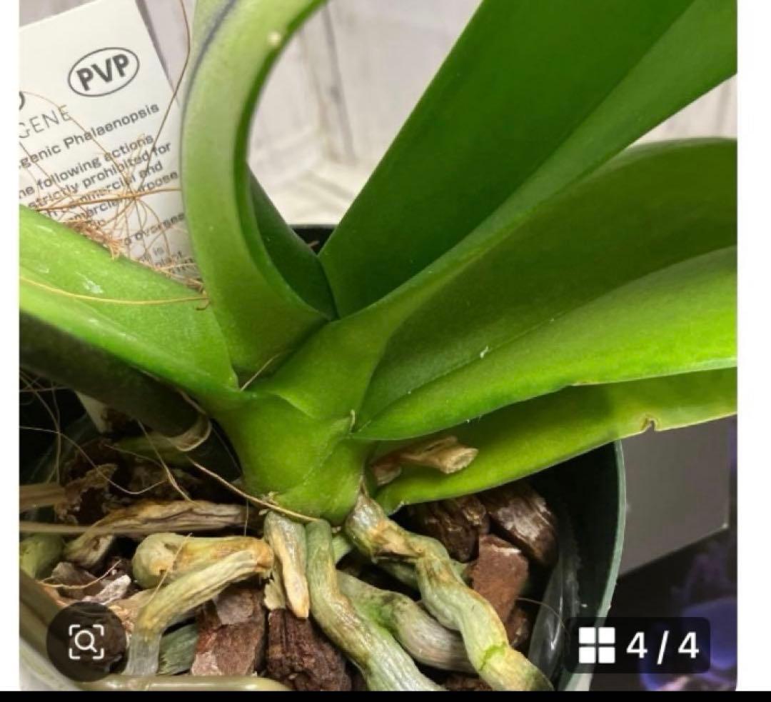 ⑥正規品 希少品種 胡蝶蘭 コチョウラン ファレノプシス ブルージーン