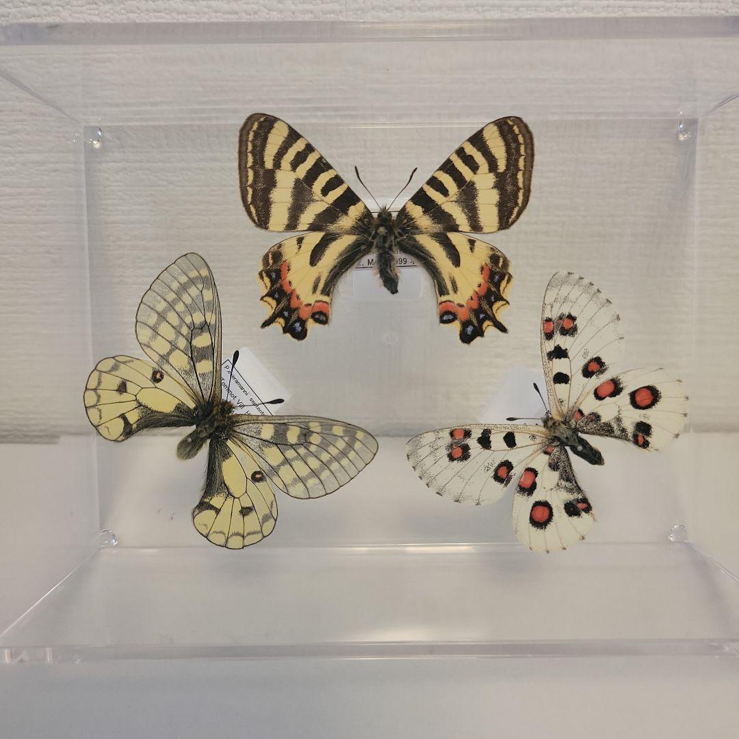 蝶の標本 極東地帯の美しいチョウ（AA1） - メルカリ