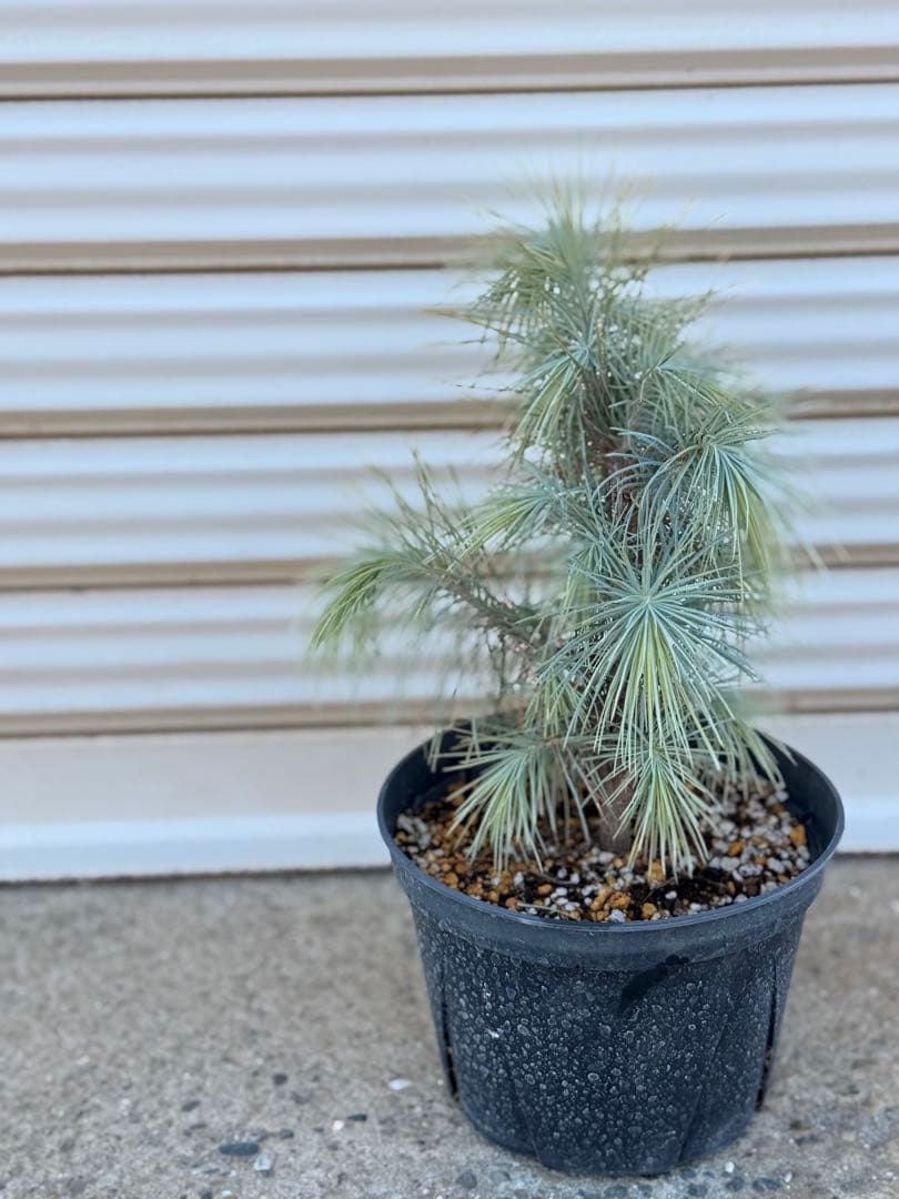 【希少・現品】マルチネス・ピニョン松 5号 ワイルド樹形