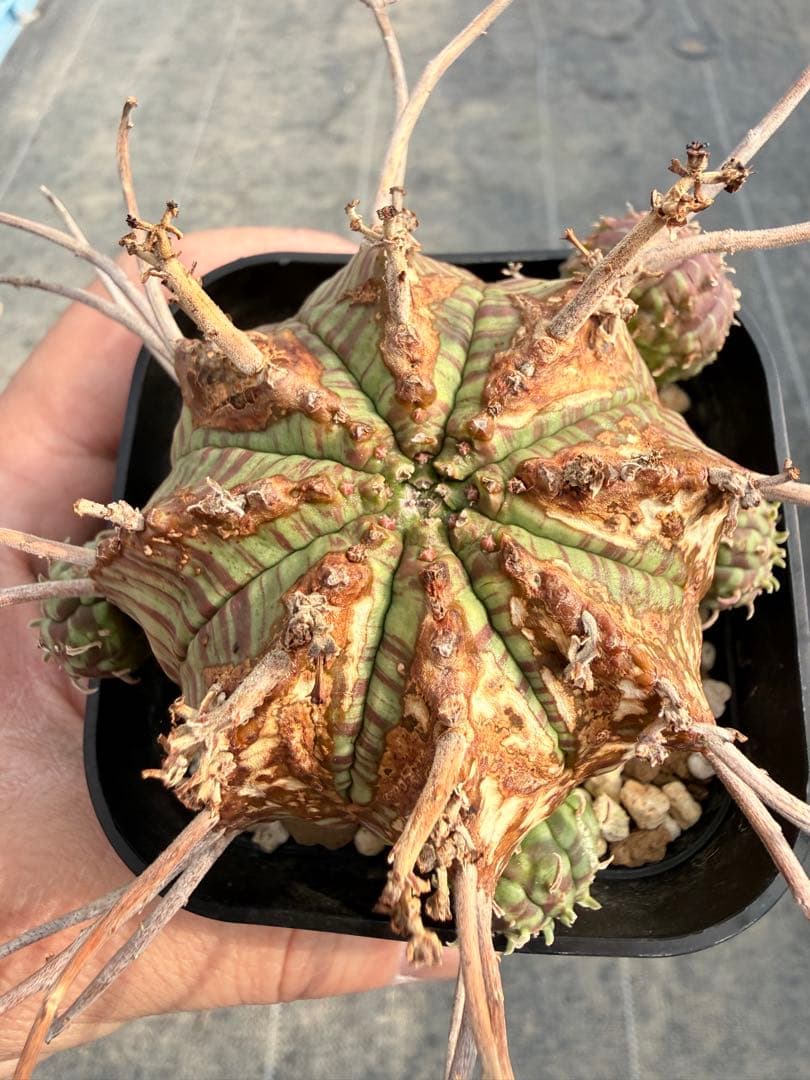 ove プロフィール確認 必須様おまとめ同梱専用