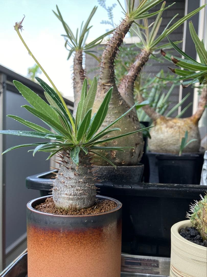 実生グラキリス　現在しっかり眠ってます