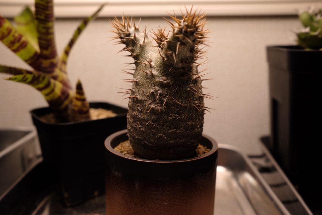 実生グラキリス　現在しっかり眠ってます