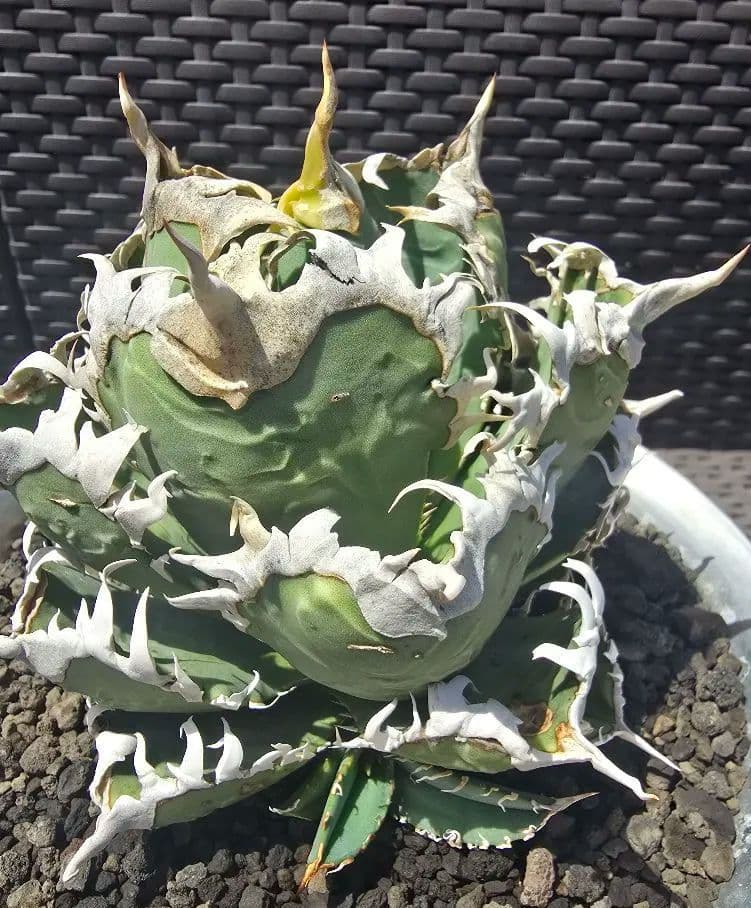 アガベ 白幽霊 子株 (台湾ゴジラ) - メルカリ