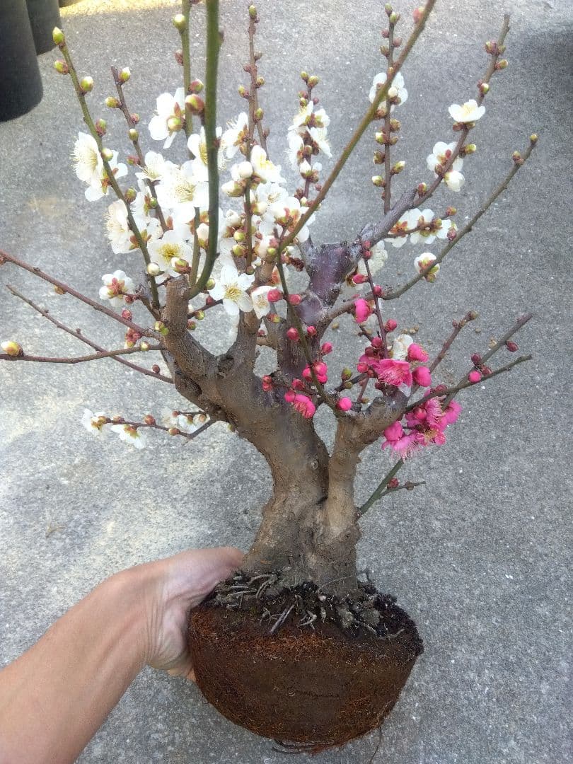 希少】フペルジア・ゴエベリー 吊り鉢 観葉植物