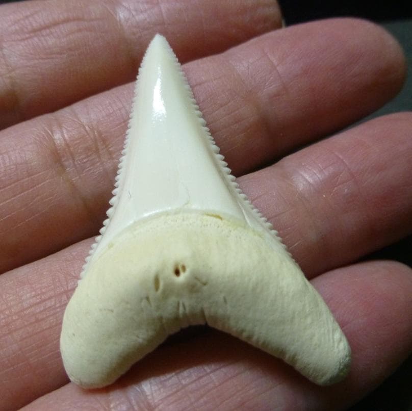 ホホジロザメ（C. carcharias）の歯（B級） 51.6mm