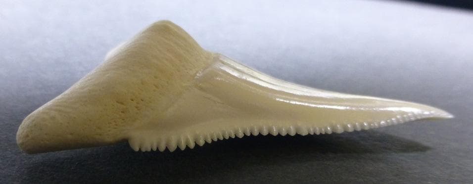 ホホジロザメ（C. carcharias）の歯（B級） 51.6mm