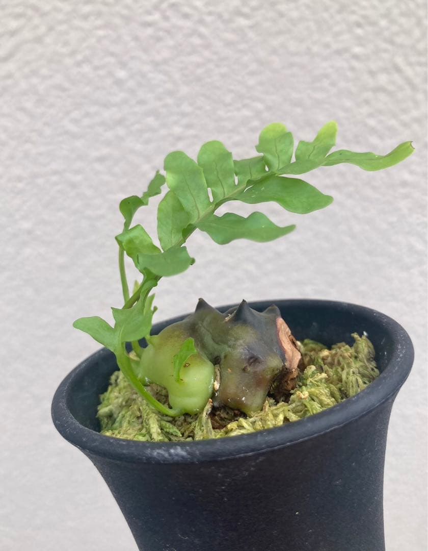 美麗発色】レカノプテリス イエローチップ - メルカリ