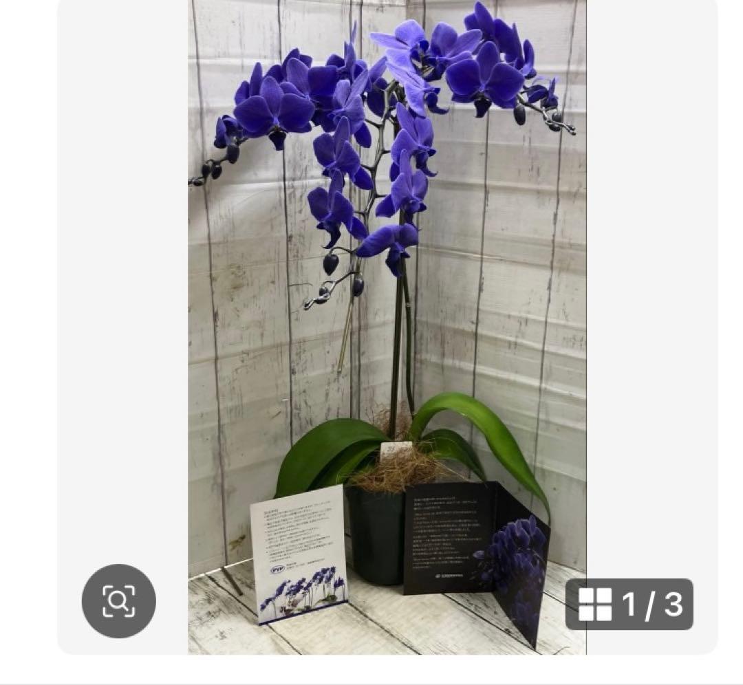 ④正規品　希少品種　胡蝶蘭　コチョウラン　ファレノプシス　ブルージーン　パープル 楽天市場】【 世界初！天然の青色 胡蝶蘭 】ブルージーン Blue Gene 1