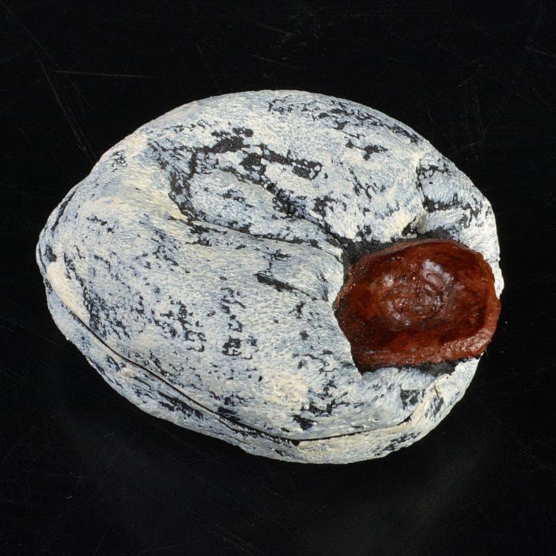 茶道具 乾漆 干柿 香合 時代箱 V 6223 - メルカリ