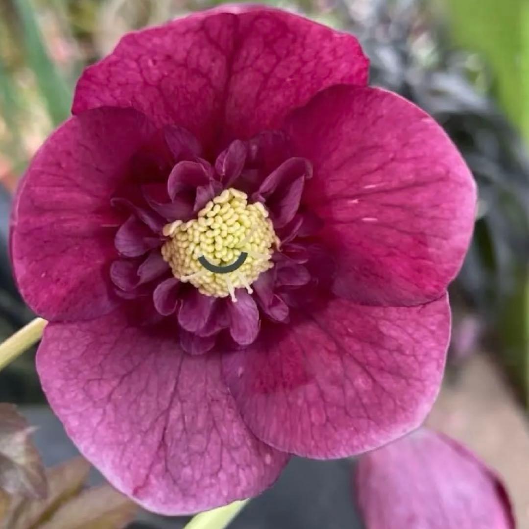 花 苗 クリスマスローズ 艶字色 セミダブル 開花中 株分け苗 - メルカリ