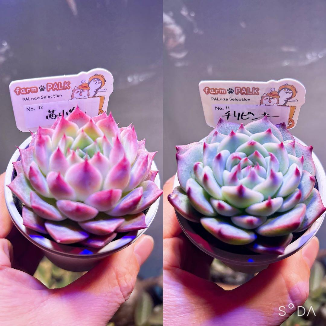 チリピンキー　茜小鶴　ファームパルク苗　札付きポットごと ファームパルクさん苗 命名株 チリピンキー 茜小鶴 コッペチーノ 札