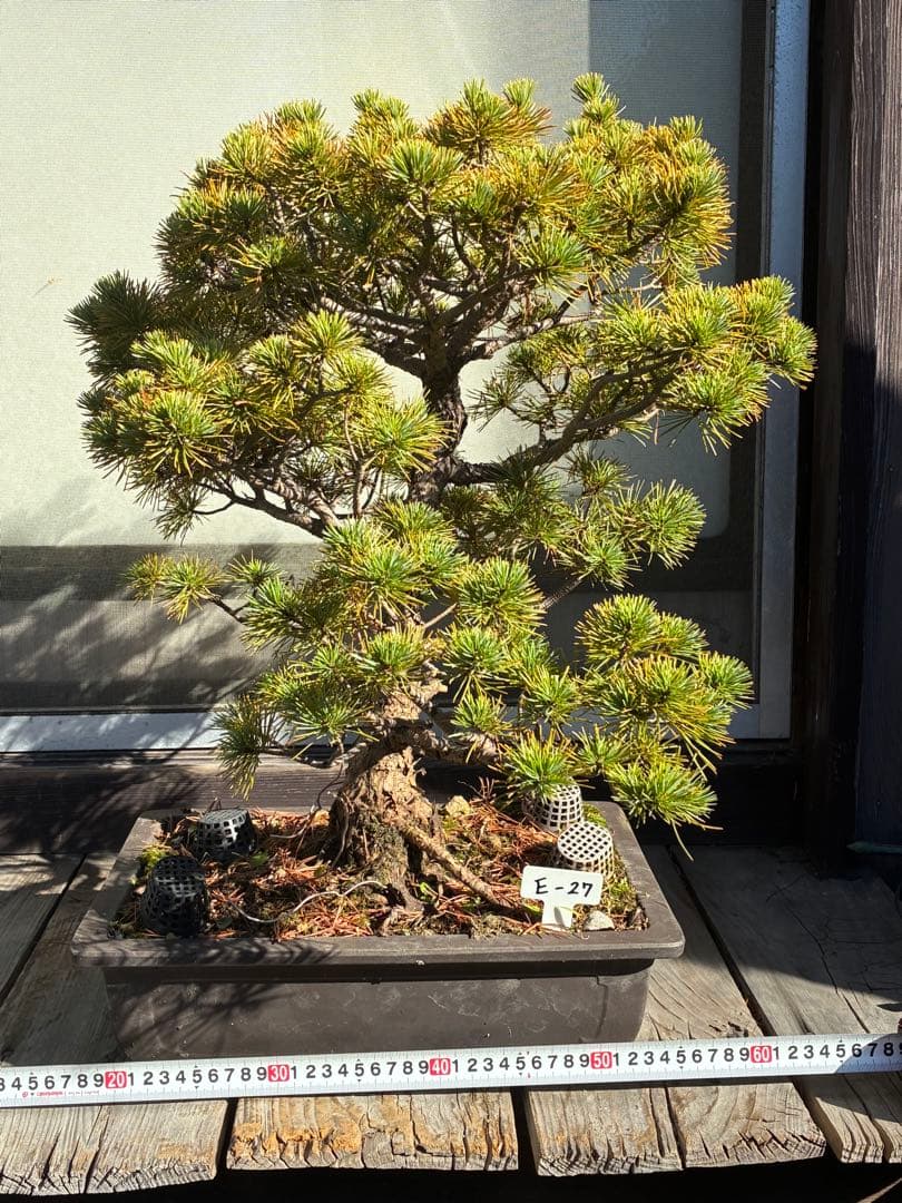 伊*一様 ★盆栽★ 赤石五葉松　E-27 樹齢70年以上　★愛媛県より発送★