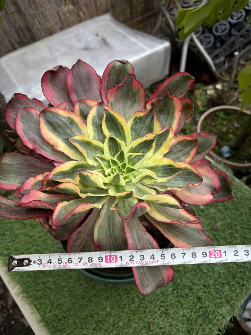 アエオニウム　魅影法師錦