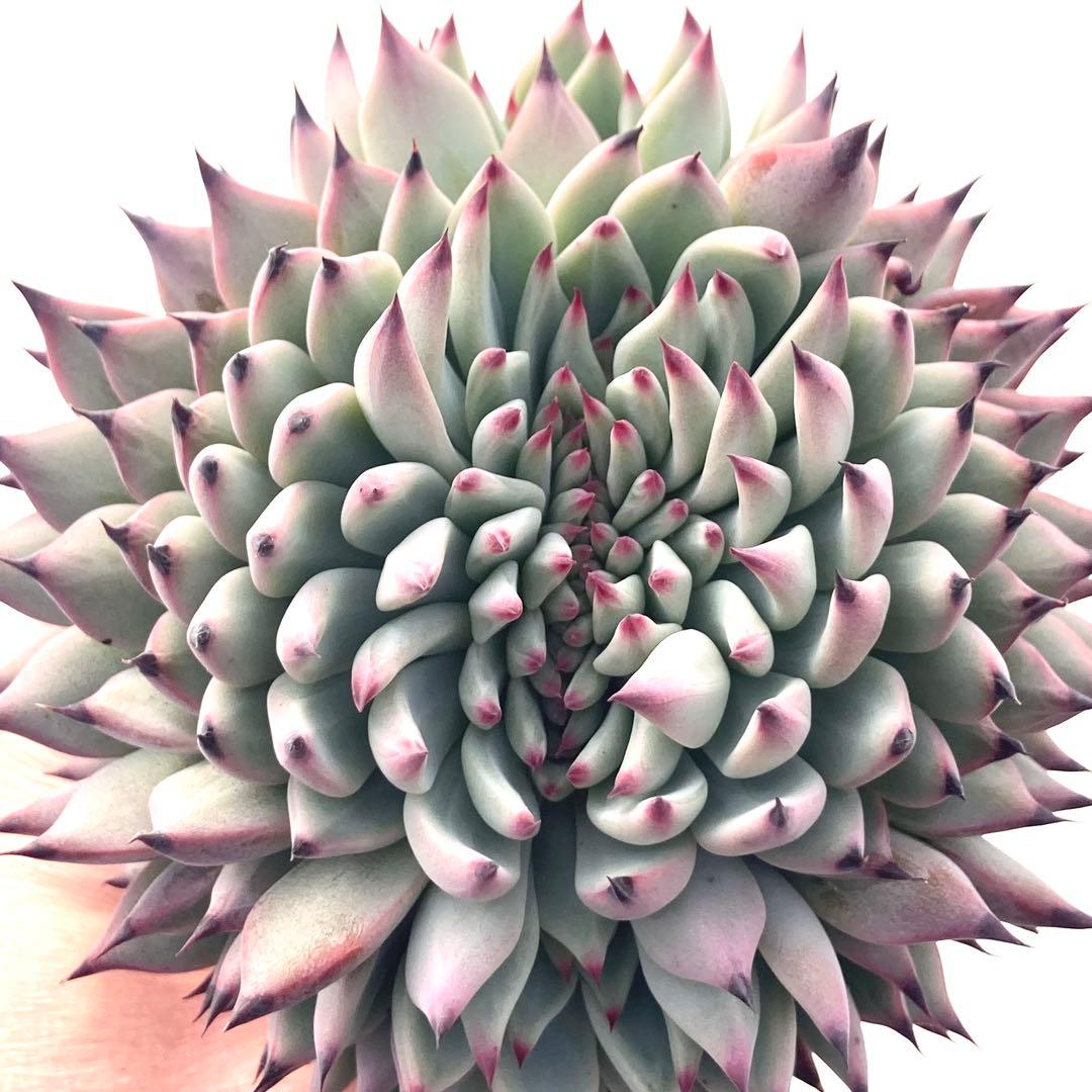 【激レア綴化苗】ミックスベリア 紫紺の矢 多肉植物 おらいさん 自家繁殖苗 紫紺の矢 ミックスベリア おらいさん苗 抜き苗 多肉植物 - メルカリ