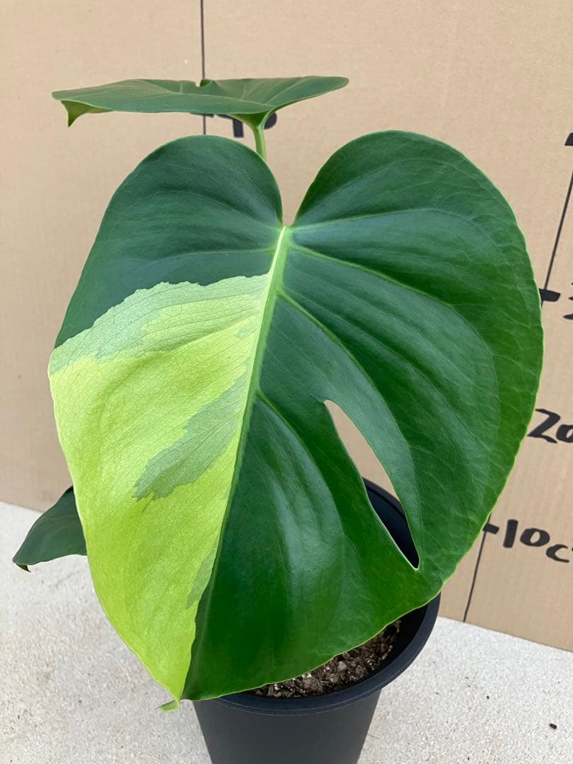 モンステラ斑入り　デリシオーサ実生株　2鉢セット