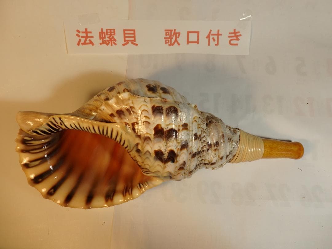 法螺貝 約39㎝ 木製歌口,新品 MH-478