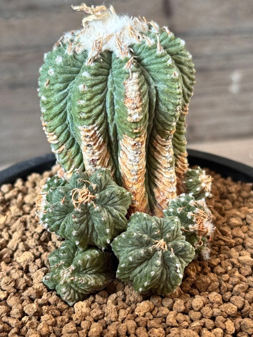 【希少品種】花籠 Aztekium ritteri アズテキウム リッテリー アズテキウム リッテリ 花籠 自根 Aztekium ritteri no.2281