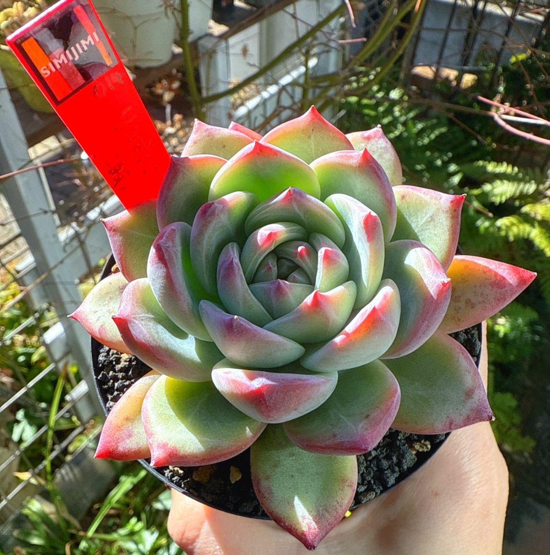 二瓶リンゼアナ　札付き　ポットごと発送