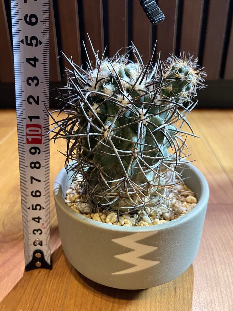 グリセオビオラセア＆valiem