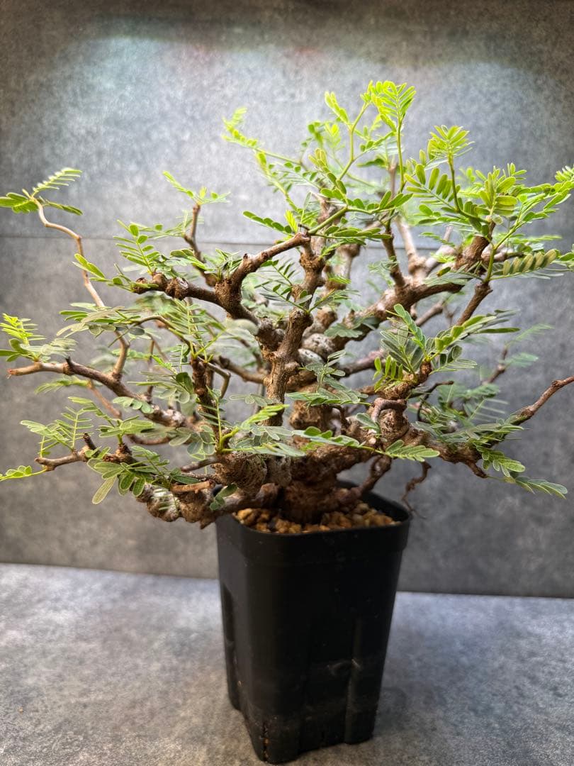 センナ　メリディオナリス　海外実生　発根済み　424