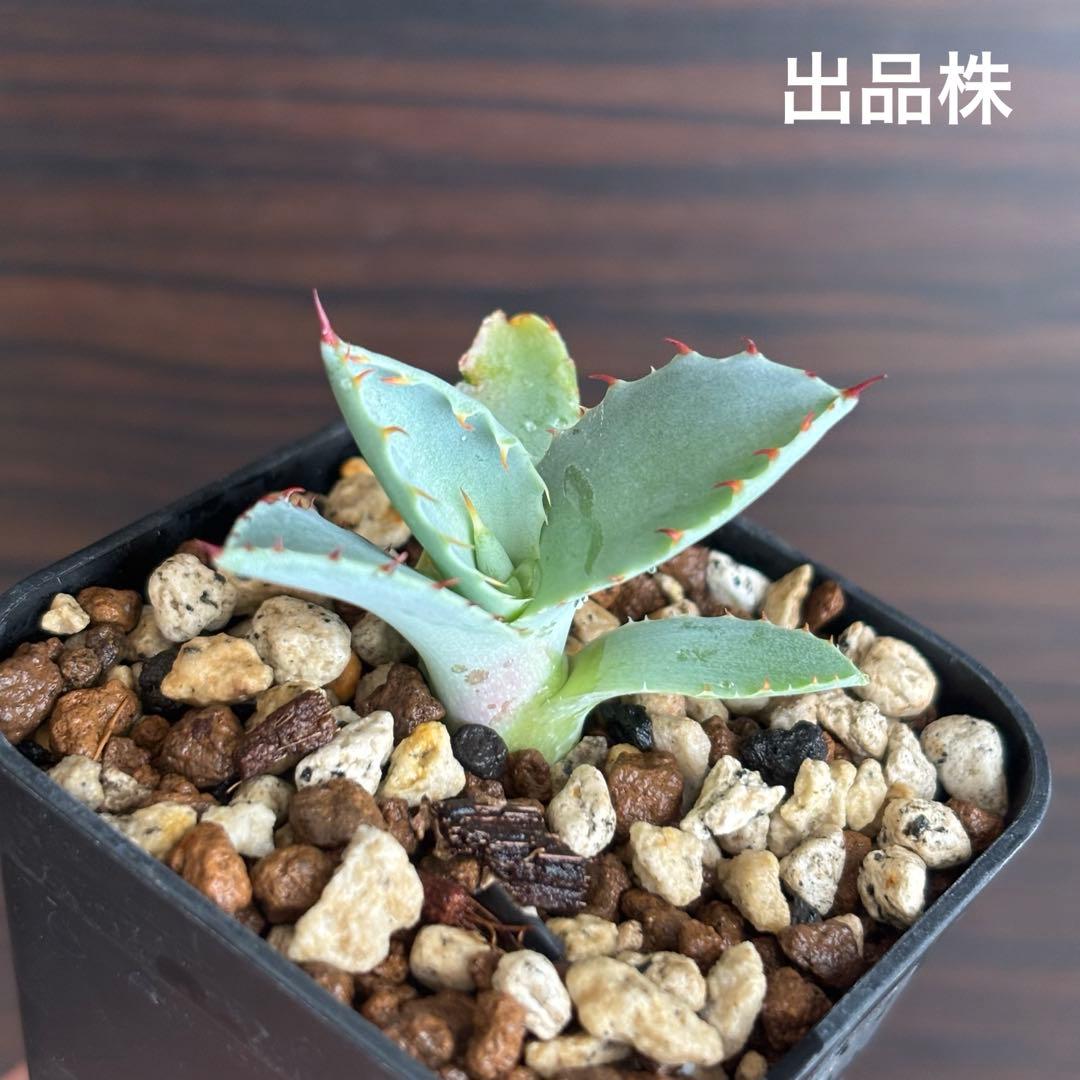 アガベ ハイブリッド 激怒之舞 子株 激怒甲蟹×屈原の舞扇 - メルカリ