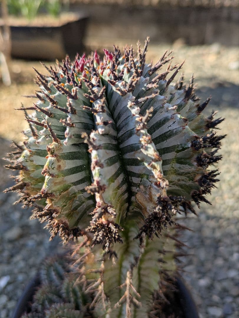 ユーフォルビア】【ゼブラ柄・赤棘・有望株】 ホリダ宇田ゼブラ子株③