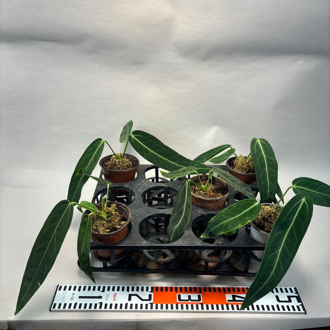 B*L様 5株セットms65warocqueanum アンスリウム・ワロクアナム