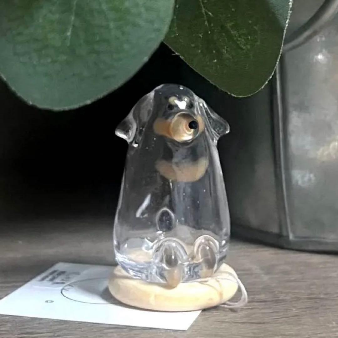 うちの子けだまだま 犬 黒ダックス Mサイズ　ブラックタン　チョコタン