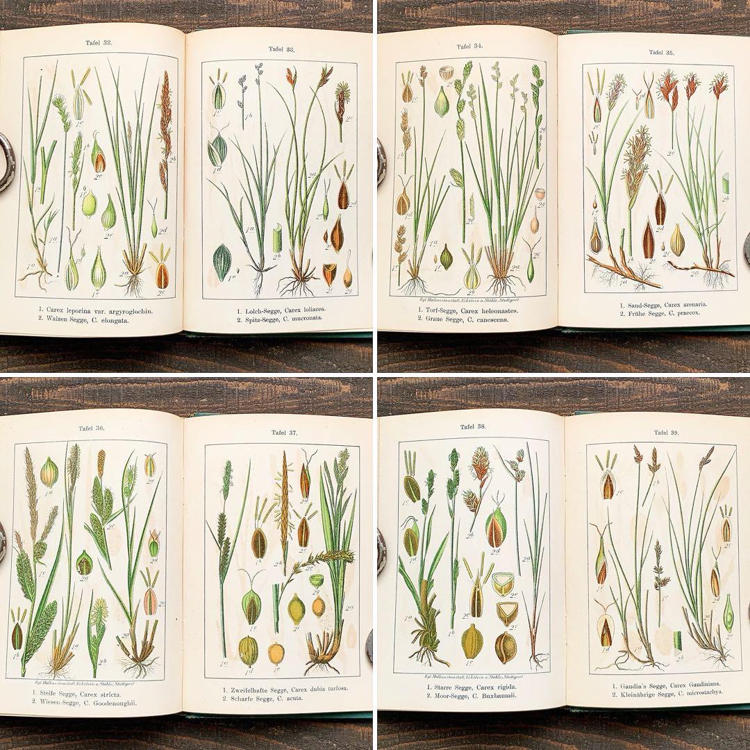 1900年]ドイツの古い植物図鑑/植物画 ボタニカルアート リトグラフ